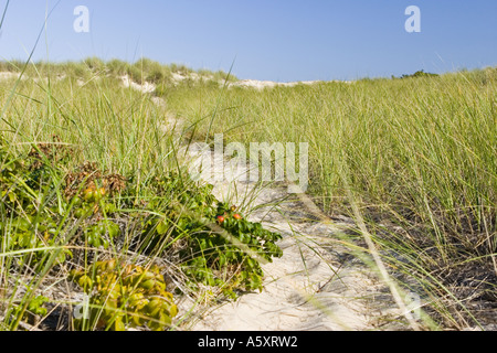 Sandy Pfad durch hohe Gräser, die zum Strand an der Küste von Cape Cod, Massachusetts führt. Stockfoto