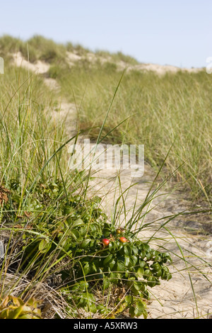 Weg, der zum Strand auf Cape Cod, Massachusetts führt. Stockfoto