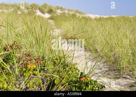 Sandy Weg durch hohe Gräser, die zum Strand auf Cape Cod, Massachusetts führt. Stockfoto