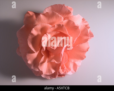 Lachs pink rose Kopf auf Hintergrund Stockfoto