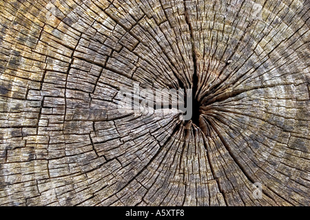 Distressed baum Ringe Stockfoto