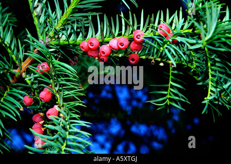 Beeren der Eibe (Taxus Baccata) Stockfoto
