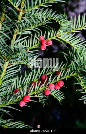 Beeren der Eibe (Taxus Baccata) sind essbar sehr lecker aber haben einen giftigen Überzug auf den Samen Stockfoto