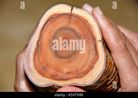 Querschnitt der Eibe. Taxus Baccata mit ca 130 Jahre Ringen Stockfoto