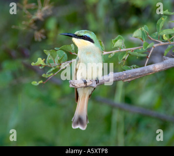 BA - 159D BLAU-CHEEKED BIENENFRESSER ON GLIEDMAßEN Stockfoto