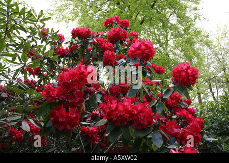 Rhododendron ponticum Stockfoto