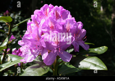 Rhododendron ponticum am Penn woods Stockfoto
