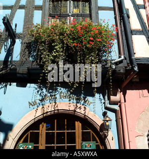 Blaue Fachwerkhaus verziert mit roten Geranien Blumen, Riquewihr, Elsass, Frankreich Stockfoto