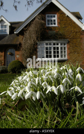 Schneeglöckchen, Galanthus und ein Norfolk Cottage im Frühling, North Wooton, UK. Stockfoto