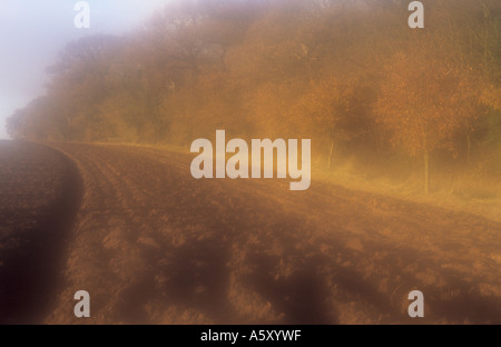 Atmosphärische späten Herbst Szene mit teilweise Acker begrenzt durch einen Wald mit jungen buchen und etablierten Eichen Stockfoto