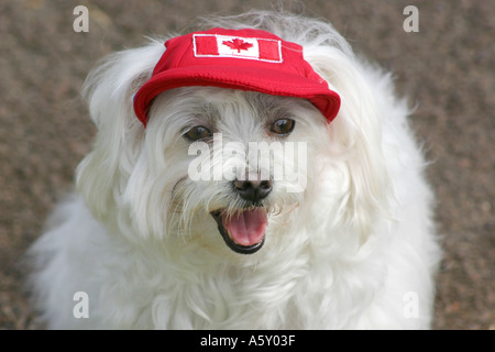 Weißer Hund Hut rot kanadischen mit Maple Leaf Flag im Freien im Park auf dem Rasen Stockfoto