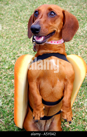 Cute adorable Daschund Hund trägt eine Hot-Dog-Kostüm posiert auf hinteren Beinen stehend Stockfoto