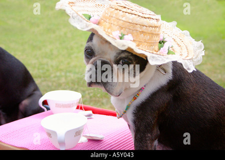 Englische Bulldogge gekleidet in Hut und Halskette für den Nachmittagstee mit Tisch und Teetasse im Hintergrund Stockfoto