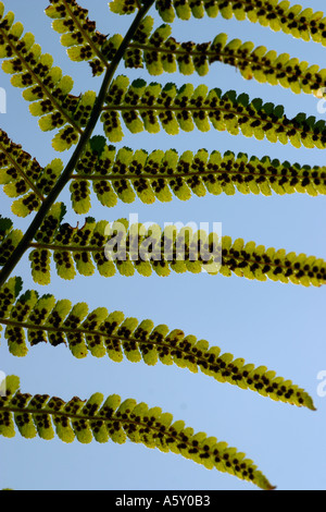 Wurmfarn Stockfoto