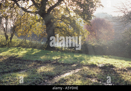 Stimmungsvolle Hintergrundbeleuchtung neblige spät herbstlicher Sicht englische Eiche und distanzierter Rotbuche mit Zaun und ausgefahrenen Feld Stockfoto