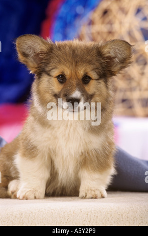 Welsh Corgi Cardigan - Welpen auf Teppich Stockfoto