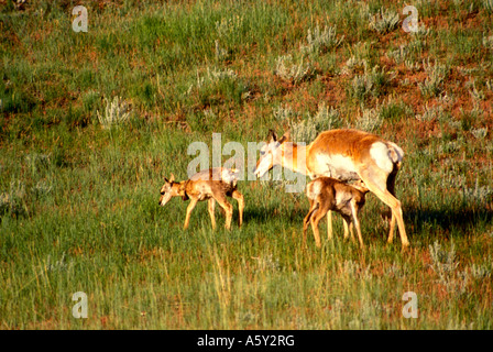 MA-60 KRANKENPFLEGE GABELBOCK DOE MIT TWIN KITZE Stockfoto