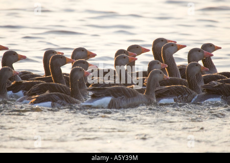 Herde von jungen Graugänsen auf "Hickling Broad" UK-Norfolk Stockfoto