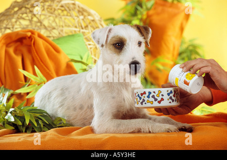 Parson Jack Russell Terrier bekommen Vitamine im Futter Stockfoto