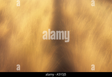 Atmosphärische schmalen Steig über eine Wiese oder Weide oder ein Bereich der golden kurzen Winter getrocknete Gräser in warmes Sonnenlicht Stockfoto