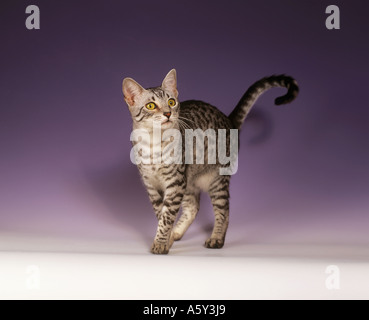 Ägyptische Mau Katze - stehen - Ausschneiden Stockfoto