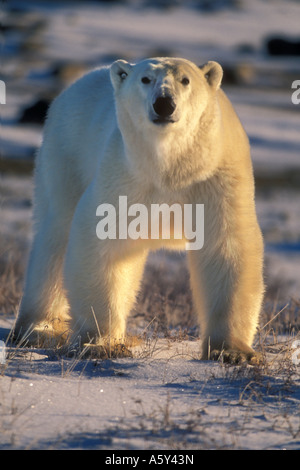 MBP-104 GROßE MÄNNLICHE EISBÄR Stockfoto