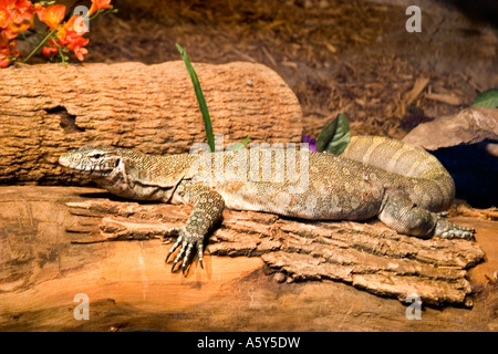 R - 229D NIL ZU ÜBERWACHEN, AUF BAUMSTAMM, Stockfoto