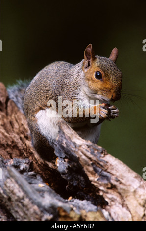 Graue Eichhörnchen Neosciurus Carolinensis ernähren sich von Eicheln sitzen auf Log lee Valley Park hertfordshire Stockfoto