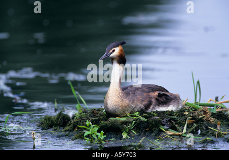 Great Crested Grebe Podiceps Cristatus am Nest Priorat Parken Bedford bedfordshire Stockfoto