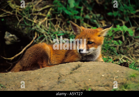 Rotfuchs Vulpes Vaulpes in Sonne an Erde Eingang surrey Stockfoto