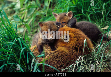 Rotfuchs Vulpes Vaulpes tendenziell jungen Ioutside Erde im schönen grünen Rasen surrey Stockfoto