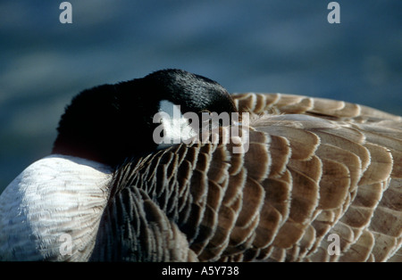 Kanadagans Branta Canadensis mit Kopf versteckt unter Flügel Paxton Gruben cambridgeshire Stockfoto