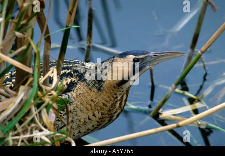 Rohrdommel Botaurus Stellaris suchen Warnung aus Schilfbeetes lee Valley Park hertfordshire Stockfoto