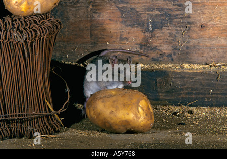 Braune Ratte Rattus Norvegicus Fütterung auf Kartoffeln in landwirtschaftlichen Gebäudes Potton bedfordshire Stockfoto