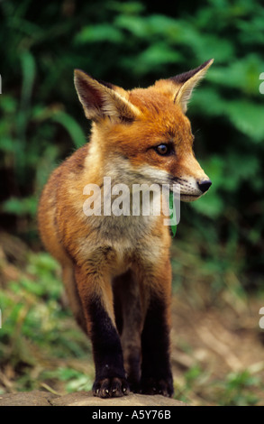 Rotfuchs Vulpes Vaulpes vorne auf Blick Warnung Stockfoto