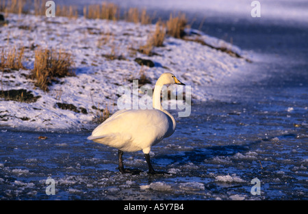 Whooper Schwan Cygnus Cygnus stehend auf zugefrorenen See auf der Suche Welney Norfolk zu warnen Stockfoto