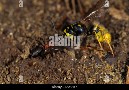 Holz Ameise Formica Rufa tragen Wespe zurück zum Maulden Holz Bedfordshire verschachteln Stockfoto