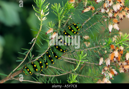 Kaiser-Motte Saturnia Pavonia Larven ernähren sich von Heidekraut Potton Bedfordshire Stockfoto