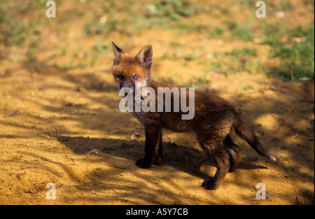 Rotfuchs Vulpes Vaulpes stehen außerhalb der Erde im Schatten des Overhead Bäume Potton bedfordshire Stockfoto