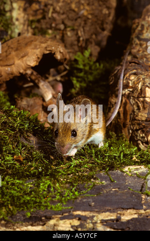 Waldmaus Apodemus Sylvaticus auf bemoosten Log Potton bedfordshire Stockfoto