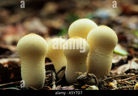 Gemeinsamen Puffball Lycoperdon Perlatum nette Gruppe wächst in Blatt Wurf Gamlingay Holz bedfordshire Stockfoto