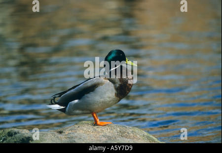 Drake Mallard Anas Platyrhnchos stehen auf Felsen in Lake St Albans, hertfordshire Stockfoto