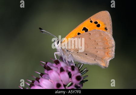 Kleine Kupfer Lycaena Phlaeas Fütterung auf Feld Scabias Potton bedfordshire Stockfoto