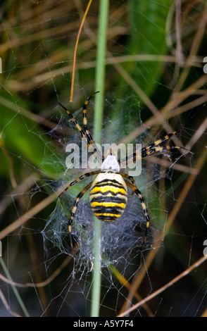 Wasp Spider Argiope Bruennichi auf Web Bromham bedfordshire Stockfoto