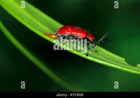 Lilly Käfer Lilioceris Lilii Eiablage auf lilly Blatt Potton bedfordshire Stockfoto