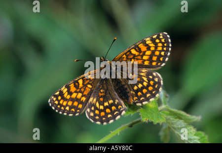 Marsh Fritillary Etikett Aurinia mit Flügeln am Werk seiner selbst Potton Bedfordshire Sonnen geöffnet Stockfoto