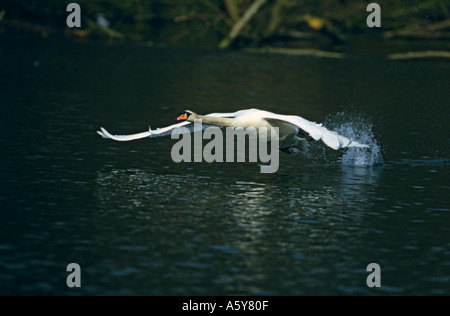 Höckerschwan Cygnus Olor fliegen niedrig über Wasser St Albans Park hertfordshire Stockfoto