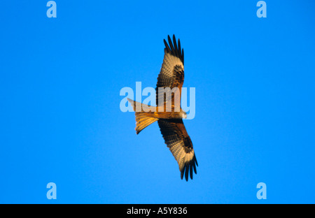 Rote Drachen Milvus Milvus im Flug mit schönen blauen Himmel der Chiltens bedfordshire Stockfoto