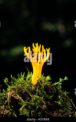 Gelbe Stagshorn Pilz Calocera Viscosa Fruchtkörper wachsen auf bemoosten Log mit dunklen Backgroung sandige Heide bedfordshire Stockfoto