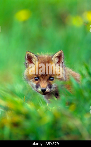 Rotfuchs Vulpes Vaulpes Young Cub suchen durch Grass Potton bedfordshire Stockfoto